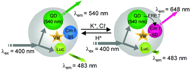 Graphical abstract: A multi-ion particle sensor