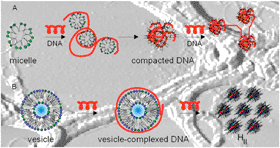 Graphical abstract: Investigation of complexes formed by interaction of cationic gemini surfactants with deoxyribonucleic acid