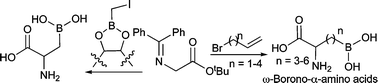 Graphical abstract: Concise synthesis of ω-borono-α-amino acids