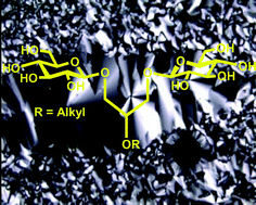 Graphical abstract: Studies of the mesomorphic behavior of bivalent carbohydrate amphiphiles