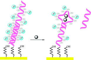 Graphical abstract: A chronocoulometric aptamer sensor for adenosine monophosphate
