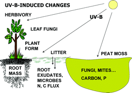 Graphical abstract: Terrestrial ecosystems, increased solar ultraviolet radiation, and interactions with other climate change factors