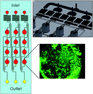 Graphical abstract: Micro-bioreactor array for controlling cellular microenvironments
