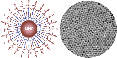 Graphical abstract: Ultrasensitive detection and molecular imaging with magnetic nanoparticles
