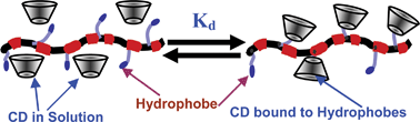 Graphical abstract: Cyclodextrin–hydrophobe complexation in associative polymers