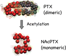 Graphical abstract: Molecular shape of palytoxin in aqueous solution