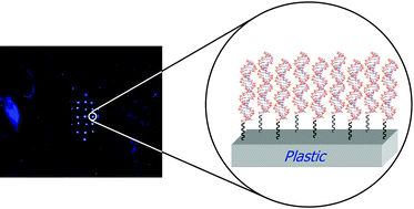 Graphical abstract: Surface modification of thermoplastics—towards the plastic biochip for high throughput screening devices