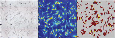 Graphical abstract: Differentiation of individual human mesenchymalstem cells probed by FTIR microscopic imaging