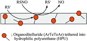 Graphical abstract: Organoditelluride-mediated catalytic S-nitrosothiol decomposition