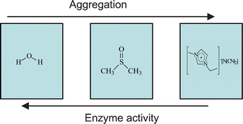 Graphical abstract: Enzyme aggregation in ionic liquids studied by dynamic light scattering and small angle neutron scattering