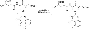 Graphical abstract: Determination of enzyme kinetics and glutathione conjugates of chlortetracycline and chloroacetanilides using liquid chromatography–mass spectrometry