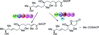 Graphical abstract: Mupirocin H, a novel metabolite resulting from mutation of the HMG-CoA synthase analogue, mupH in Pseudomonas fluorescens
