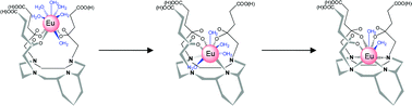 Graphical abstract: Thermodynamic and structural properties of Eu3+complexes of a new 12-membered tetraaza macrocycle containing pyridine and N-glutaryl groups as pendant arms: characterization of three complexing successive phases.