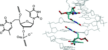 Graphical abstract: Synthesis and modelling of DNA junction and minor groove zipper motifs incorporating the double-headed nucleoside 5′(S)–C-(thymine-1-ylmethyl)thymidine