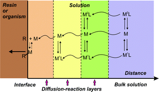 Graphical abstract: Computing steady-state metal flux at microorganism and bioanalogical sensor interfaces in multiligand systems. A reaction layer approximation and its comparison with the rigorous solution