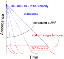 Graphical abstract: The relationships between oxidase and synthase activities of flavin dependent thymidylate synthase (FDTS)