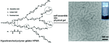 Graphical abstract: A physical gel made from hyperbranched polymer gelator