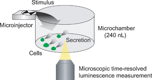 Graphical abstract: Real-time monitoring of antibody secretion from B-cells on a microchip stimulated with a minute amount of mitogen