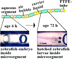 Graphical abstract: Micro fluid segment technique for screening and development studies on Danio rerio embryos