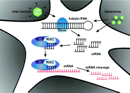 Graphical abstract: Targeting neurological disease with RNAi