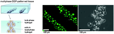 Graphical abstract: Multiphase electropatterning of cells and biomaterials