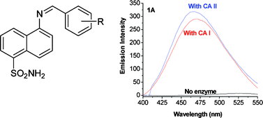 Graphical abstract: New fluorescent probes for carbonic anhydrases