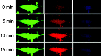 Graphical abstract: Multiplexed detection of ions and mRNA expression in single living cells