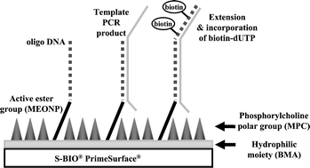 Graphical abstract: A novel SNP detection technique utilizing a multiple primer extension (MPEX) on a phospholipid polymer-coated surface