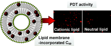 Graphical abstract: Induction of cell death by photodynamic therapy with water-soluble lipid-membrane-incorporated [60]fullerene