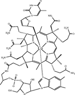 Graphical abstract: Synthesis, spectroscopic characterization, axial base coordination equilibrium and photolytic kinetics studies of a new coenzyme B12 analogue-3′-deoxy-2′,3′-anhydrothymidylcobalamin