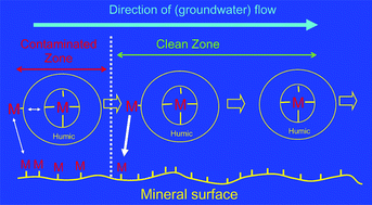 Graphical abstract: The role of humic non-exchangeable binding in the promotion of metal ion transport in groundwaters in the environment