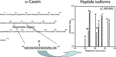 Graphical abstract: On studying protein phosphorylation patterns using bottom-up LC–MS/MS: the case of human α-casein