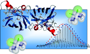 Graphical abstract: Platination of superoxide dismutase with cisplatin: tracking the ammonia ligands using Fourier transform ion cyclotron resonance mass spectrometry (FT-ICR MS)