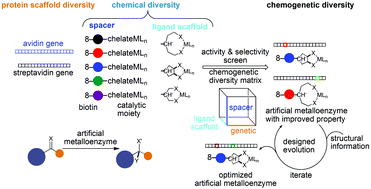Graphical abstract: Designed evolution of artificial metalloenzymes: protein catalysts made to order