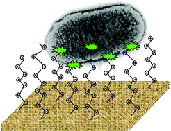 Graphical abstract: Permanently microbicidal materials coatings