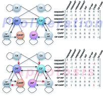 Graphical abstract: Deduction of intracellular sub-systems from a topological description of the network