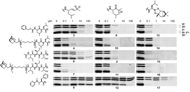 Graphical abstract: Mixing of peptides and electrophilic traps gives rise to potent, broad-spectrum proteasome inhibitors