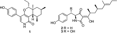 Graphical abstract: Epicoccarines A, B and epipyridone: tetramic acids and pyridone alkaloids from an Epicoccum sp. associated with the tree fungus Pholiota squarrosa