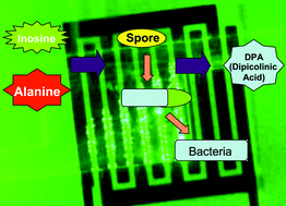 Graphical abstract: Electrical detection of germination of viable model Bacillus anthracis spores in microfluidic biochips