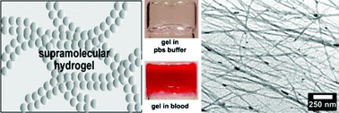 Graphical abstract: Supramolecular hydrogels based on biofunctional nanofibers of self-assembled small molecules