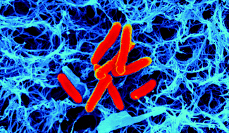 Graphical abstract: Preparation and characterisation of nanofibrous cellulose plate as a new solid support for microbial culture