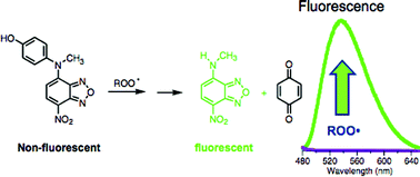 Graphical abstract: Synthesis and characterization of a new fluorescent probe for reactive oxygen species