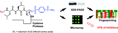 Graphical abstract: Activity-based fingerprinting and inhibitor discovery of cysteine proteases in a microarray