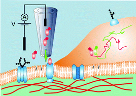 Graphical abstract: Single molecule biology: Coming of age