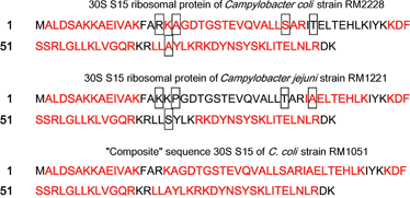 Graphical abstract: Composite sequence proteomic analysis of proteinbiomarkers of Campylobacter coli, C. lari and C. concisus for bacterial identification