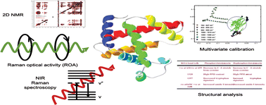 Graphical abstract: Quantification of casein phosphorylation with conformational interpretation using Raman spectroscopy