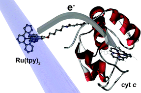 Graphical abstract: Photoinduced reduction of catalytically and biologically active Ru(ii)bisterpyridine–cytochrome c bioconjugates