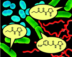 Graphical abstract: Expanding dialogues: from natural autoinducers to non-natural analogues that modulate quorum sensing in Gram-negative bacteria