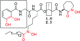 Graphical abstract: Synthesis and studies of catechol-containing mycobactin S and T analogs