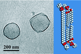 Graphical abstract: Mixing behaviour of a symmetrical single-chain bolaamphiphile with phospholipids